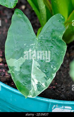 Alocasia, Alocasia macrorrhizos oder Alocasia Pflanze oder bicolor Alocasia oder bicolor Blatt Stockfoto