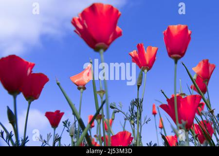 Mohnblume für den Gedenktag, Memorial Day, Anzac Day in Neuseeland, Australien, Kanada und Großbritannien. Stockfoto