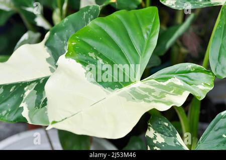 Alocasia, Alocasia macrorrhizos oder Alocasia Pflanze oder bicolor Alocasia oder bicolor Blatt Stockfoto