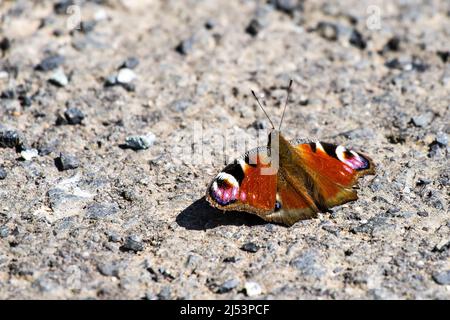 Europäischer Pfauenschmetterling (Aglais io), der auf dem Boden sitzt, um sich bei Sonnenschein aufzuwärmen Stockfoto