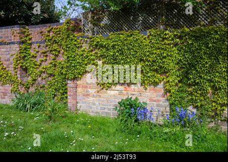 Frühlingslaub von japanischem Creeper (Parthenocissus tricuspidata), AKA Boston Ivy, Grape Ivy & Japanese Ivy, wächst im Frühjahr in Großbritannien an einer Wand. Stockfoto