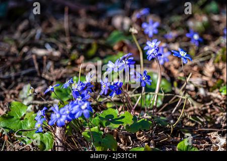Anemonoides blanda, syn. Anemone blanda, die Balkan-Anemone, Windblume, Nahaufnahme, selektiver Fokus Stockfoto