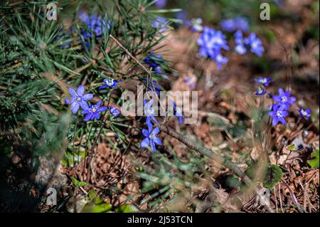 Anemonoides blanda, syn. Anemone blanda, die Balkan-Anemone, Windblume, Nahaufnahme, selektiver Fokus Stockfoto