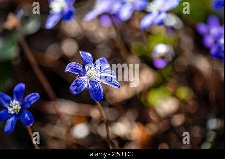 Anemonoides blanda, syn. Anemone blanda, die Balkan-Anemone, Windblume, Nahaufnahme, selektiver Fokus Stockfoto