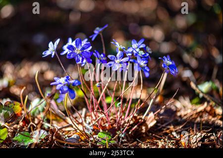 Anemonoides blanda, syn. Anemone blanda, die Balkan-Anemone, Windblume, Nahaufnahme, selektiver Fokus Stockfoto