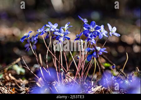 Anemonoides blanda, syn. Anemone blanda, die Balkan-Anemone, Windblume, Nahaufnahme, selektiver Fokus Stockfoto