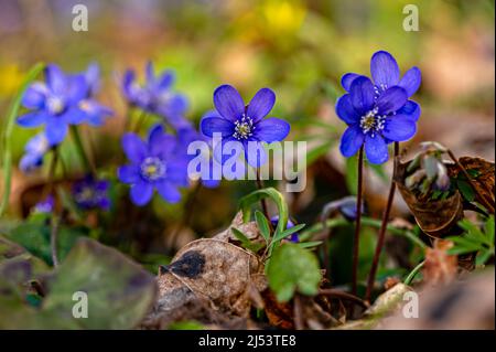 Anemonoides blanda, syn. Anemone blanda, die Balkan-Anemone, Windblume, Nahaufnahme, selektiver Fokus Stockfoto