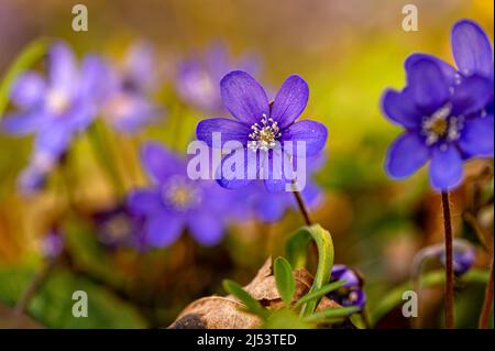 Anemonoides blanda, syn. Anemone blanda, die Balkan-Anemone, Windblume, Nahaufnahme, selektiver Fokus Stockfoto