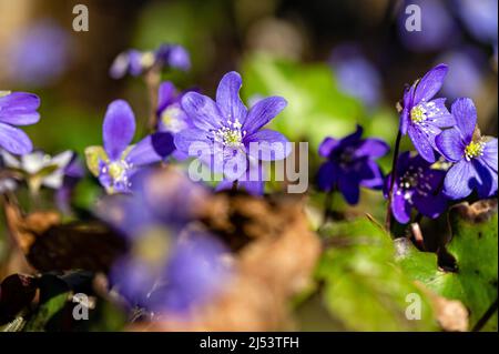 Anemonoides blanda, syn. Anemone blanda, die Balkan-Anemone, Windblume, Nahaufnahme, selektiver Fokus Stockfoto
