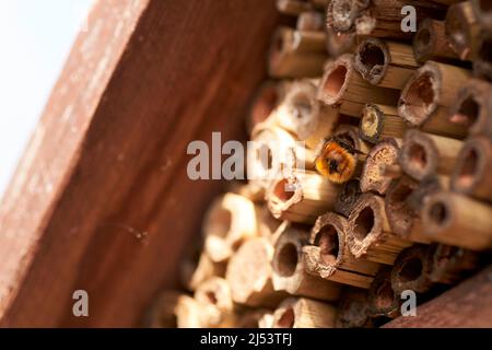 Insektenhotel in einer grünen Hecke gibt Schutz und eine Nisthilfe für Bienen und andere Insekten.Insektenhotel in einer grünen Hecke gibt Schutz und ein Stockfoto