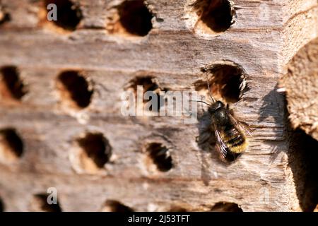 Insektenhotel in einer grünen Hecke gibt Schutz und eine Nisthilfe für Bienen und andere Insekten.Insektenhotel in einer grünen Hecke gibt Schutz und ein Stockfoto