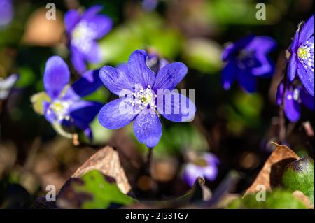 Anemonoides blanda, syn. Anemone blanda, die Balkan-Anemone, Windblume, Nahaufnahme, selektiver Fokus Stockfoto