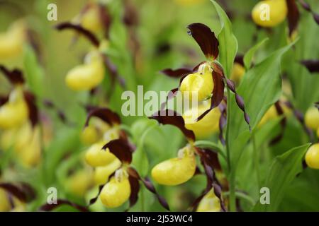 Gelbe Orchidee in Nahaufnahme mit einer Spinne auf einem Blütenblatt. Cypripedium calceolus Stockfoto