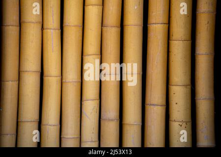 Große Bambuswand im Tageslicht isoliert. Stockfoto