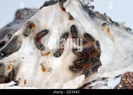 Braune Schwanzraupen (Euproctis chrysorrhoe) auf einem Zweig eines Birnenbaums nisten im Winter Raupen. Wichtige Schädlinge vieler Bäume und Sträucher. Stockfoto