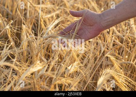 Die Hand eines Mannes berührt hängende reife Weizenohren aus der Nähe. Ernte auf landwirtschaftlichem Feld im Sonnenlicht Stockfoto