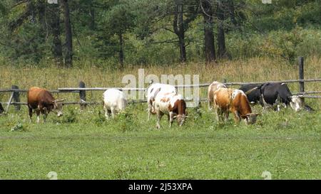 Kühe auf einem Feld. Einige Tiere gehen auf einer Weide. Grünes Gras und Bäume herum. Stockfoto