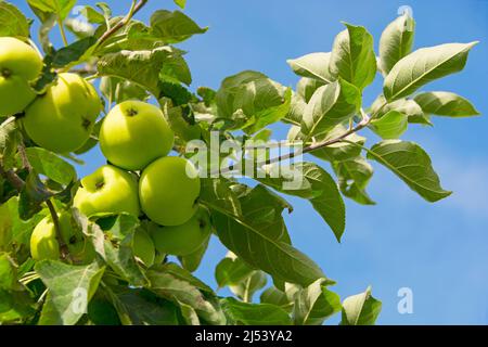 Weizenäpfel hängen am Apfelbaum Stockfoto