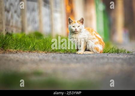 Niedliche kleine Kätzchen auf der Straße, schöne Porträt-Foto Stockfoto