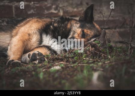 Sterbender Hund liegt auf dem kalten Boden auf der Straße, traurige und einsame verlassene Tiere Konzept Hintergrund Stockfoto