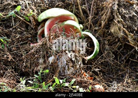 Müllkiste mit Lebensmittelabfällen im Garten Stockfoto