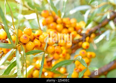 Saftige Sanddornbeeren Elaeagnaceae Hippophae im Garten Stockfoto