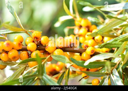 Saftige Sanddornbeeren Elaeagnaceae Hippophae im Garten Stockfoto