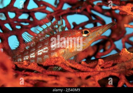 Langnasen-Falkenfisch (Oxycirrites typus), versteckt in einer Koralle, Ari-Atoll, Malediven, Indischer Ozean, Asien Stockfoto