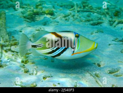 Picasso-Triggerfisch (Rhinecanthus aculeatus), schwimmend über Sand, Nord-Male-Atoll, Malediven, Indischer Ozean, Asien Stockfoto