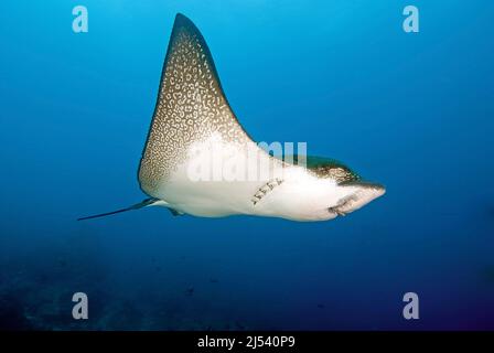 Weißfleckiger Adlerrochen (Aetobatus narinari) im blauen Wasser, Insel Wolf, Galapagos-Inseln, Ecuador, Pazifischer Ozean Stockfoto