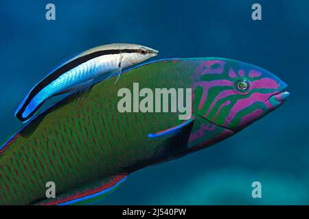 Blue Wrasse oder Crescent-Tail Wrasse (Labroides dimidiatus) schwimmen über einem Moon Wrasse (Thalassoma lunare), Ari Atoll, Malediven, Indischer Ozean, Asien Stockfoto