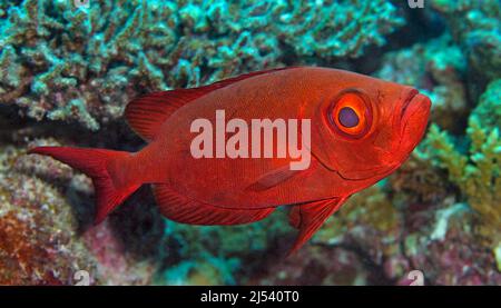 Moontail Bullseye oder Crescent-tail Bigeye (Priacanthus hamrur), Ari-Atoll, Malediven, Indischer Ozean, Asien Stockfoto