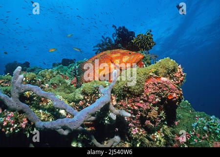 Korallenforelle oder Korallenforelle (Cephalopholis miniata) in einem Korallenriff, Ari-Atoll, Malediven, Indischer Ozean, Asien Stockfoto