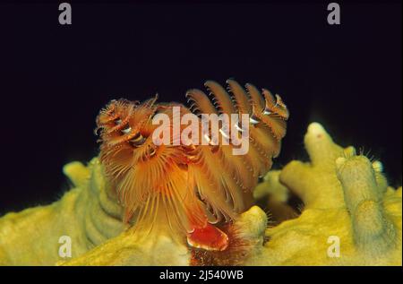 Weihnachtsbaumwurm oder Federduster-Wurm (Spirobranchus giganteus) auf einer Feuerkoralle, Ari-Atoll, Malediven, Indischer Ozean, Asien Stockfoto