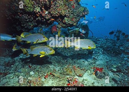 Taucher und orientalische Süßlippen, Plectorhinchus orientalis, Ari Atoll, Malediven, Indischer Ozean, Asien Stockfoto