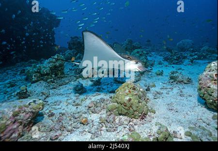 Weiß gefleckte Adlerrochen (Aetobatus narinari), die über einem Korallenriff schwimmen, Ari-Atoll, Malediven, Indischer Ozean, Asien Stockfoto