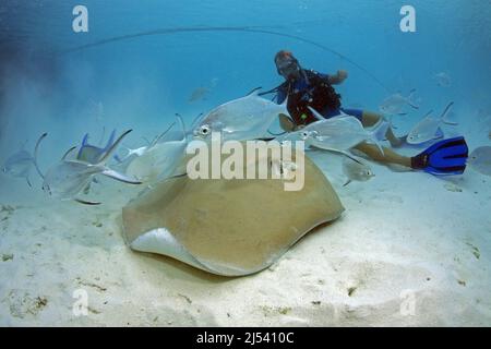 Taucher mit Jenkins whipray (Himantura jenkinsii) und Schwarzfleckendartchen (Trachinotus bailloni), Baa Atoll, Malediven, Indischer Ozean, Asien Stockfoto