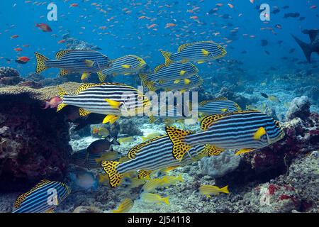 Orientalische Sweetlipps, Plectorhinchus vittatus, Haemulidae, Malediven, Indischer Ozean, Asien Stockfoto