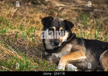 Unglücklicher streunender Hund mit traurigen Augen auf Gras liegend Foto Stockfoto