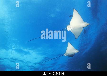 Zwei Weißfleckadlerrochen (Aetobatus narinari) im blauen Wasser, Ari-Atoll, Malediven, Indischer Ozean, Asien Stockfoto