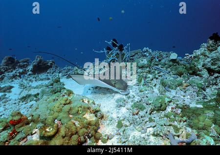 Weißfleckadlerrochen (Aetobatus narinari) auf der Suche nach Nahrung in einem Korallenriff, Ari-Atoll, Malediven, Indischer Ozean, Asien Stockfoto