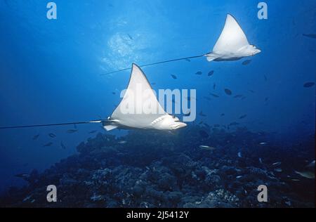 Weißfleckiger Adlerrochen (Aetobatus narinari) an einem Korallenriff, Ari-Atoll, Malediven, Indischer Ozean, Asien Stockfoto