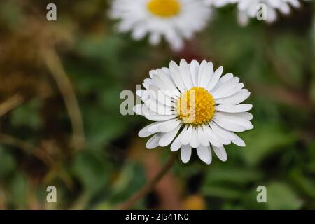 Grasblumen (Bellis perennis), auch gemeine Gänseblümchen oder englische Gänseblümchen, ein Graskraut, blüht im frühen Frühjahr in einem Garten in Surrey, Südostengland Stockfoto