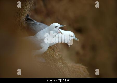 Vögel mit offenem Schnabel. Vogelpaar im Nest. Nördlicher Fulmar, Fulmarus glacialis, brütet auf der dunklen Klippe. Zwei weiße Seevögel im Nest. Koppeln Stockfoto