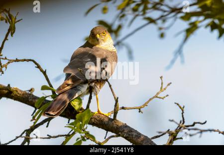 Eurasischer Sperber (Accipiter nisus), der auf einem Baumzweig im Koros-Maros-Nationalpark, Bekes County, Ungarn, steht Stockfoto