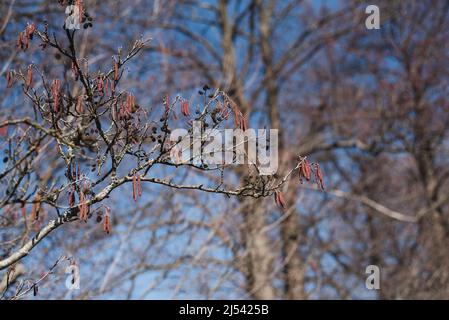 Aspen Zweige mit Knospen blühen im frühen Frühjahr. Zweig mit Espenohrringen Stockfoto