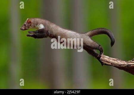 Springender Buchenmarder, kleines opportunistisches Raubtier, Lebensraum der Natur. Steinmarder, Martes foina, in typisch europäischer Waldlandschaft. Studie von Jump, Stockfoto