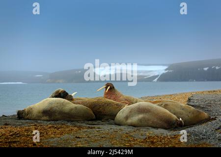 Walrosskolonie, Odobenus rosmarus, ragen aus blauem Wasser am Kiesstrand, verschwommener nebliger Berg mit Schnee im Hintergrund, Svalbard, Norwegen. Wildlif Stockfoto