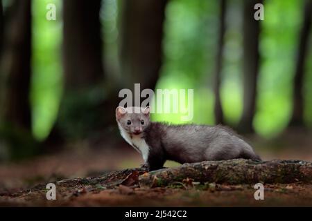 Buchenmarder, Detailportrait von Waldtier. Kleines Raubtier im natürlichen Lebensraum. Wildtierszene, Deutschland. Bäume mit Marder. Steinmarder, Martes Stockfoto