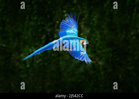 Großer blauer Papagei in Fliege. Ara ararauna im dunkelgrünen Waldhabitat. Schöner Ara-Papagei aus Pantanal, Brasilien. Vogel im Flug. Action und Wildtiere Stockfoto